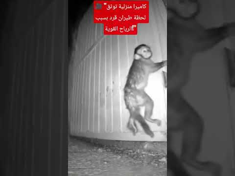 كاميرا منزلية توثق لحظة طيران قرد بسبب الرياح القوية اكسبلور ماوراءيات الثامن قصص تاريخ 