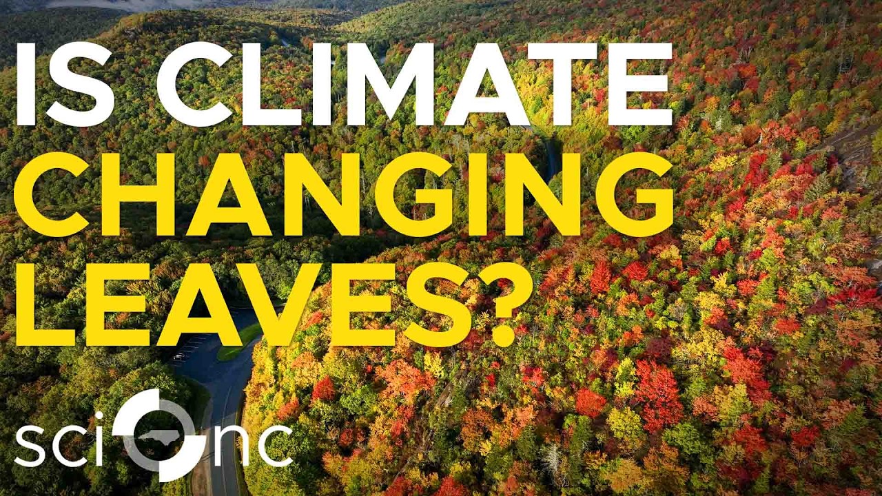 Could climate change alter fall foliage timing in the future? - YouTube