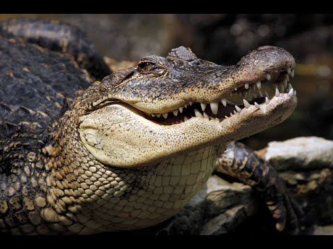 Самый большой крокодил в мире. Документальный фильм дикая природа NAT GEO WILD BBC