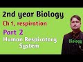 Respiratory system | Human Respiratory system