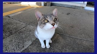 船着場に野良猫がいたのでナデナデしてきた