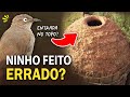 JOÃO-DE-BARRO com &quot;ERRO DE ENGENHARIA&quot;? Ornitólogo Responde!