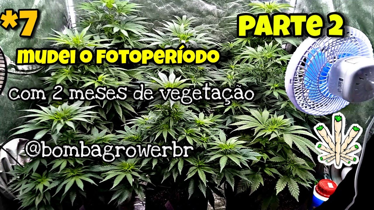 Mudei o fotoperíodo com 2 meses de vegetação 