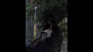 Melanistic Fallow Deer ๐ฆ