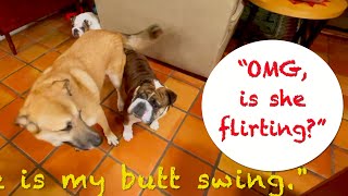 Bulldog meets a BIG Flirt - literally! #RockyTheBulldog-Feb14 by RockyTheBulldog 377 views 4 months ago 4 minutes, 33 seconds