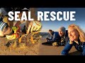 Rescuing seals stuck in fishing lines in Namibia 🦭 [S5 - Eps. 50]