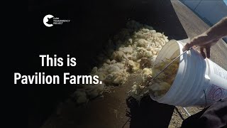 How Meat Chickens Are Treated | Pavilion Farms