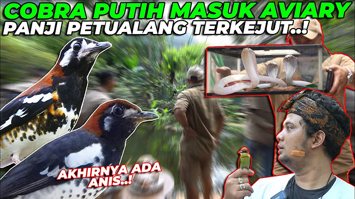 PERTAMA...! ANIS KEMBANG, ANIS MACAN KESUKAAN PANJI PETUALANG LANGSUNG GACOR BANGET...!!