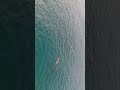 #dolphin #nature #drone #jeju #dji #djiair3