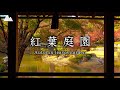 【癒し映像＆音】黄金の紅葉を望む庭園［5時間］