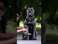 Cane Corso: The “Monster” That Would Die for Its Family 🐾🔥 #powerfuldogs #workingdogs