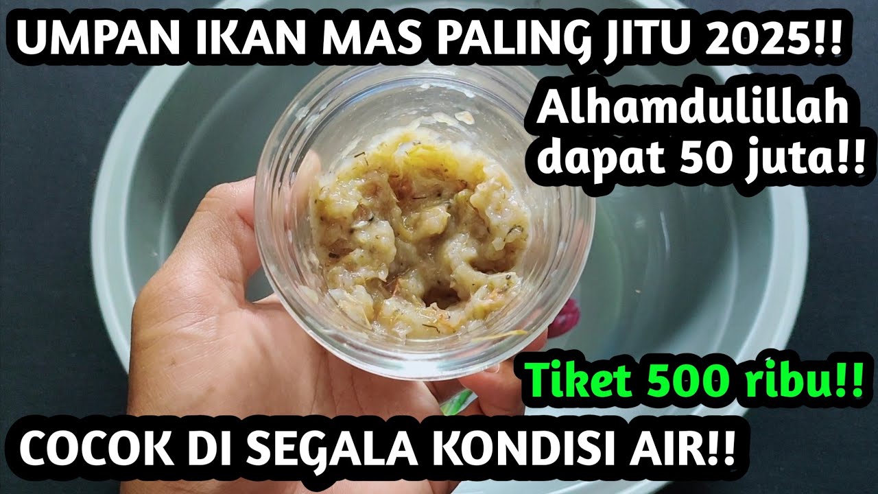 50 Juta saya bawa pulang dengan umpan ini / umpan ikan mas paling jitu 2025!!