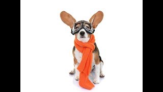 Мастер класс ВЯЖЕМ шапочку собаке ✈ Crochet Dog Aviator Hat ✈ ШАПКА для СОБАКИ с ОЧКАМИ ✌ Мастер класс ВЯЖЕМ шапочку собаке ✈ Crochet Dog Aviator Hat ✈ ШАПКА для СОБАКИ с ОЧКАМИ ✌