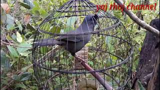 Nooj Sab Fwj Quaj Zoo Tiag Tiag Yaj Thoj Channel