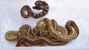 ScalyCreations Ball Python Clutch #7 Update - Leopard Spider x Pinstripe