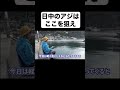 【アジング】真昼間にアジが釣れる場所を教えます。
