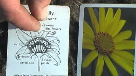 Botany in a Day: The Patterns Method of Plant Identification with Thomas J. Elpel