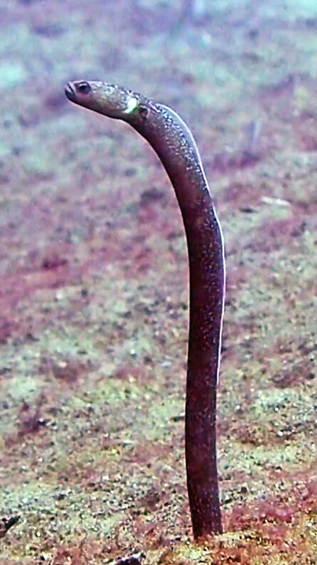 Black Garden Eels Dance on Ocean Floor || ViralHog
