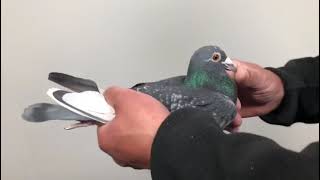 Meulemans 198