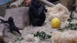 ZOO Prague  Gorillas  (Ajabu 5,5 months) VI