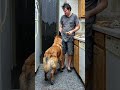 #dog #germanshepherd