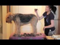 Airedale Grooming - Clipping (1/6) - Rough Clip of Body and Chest