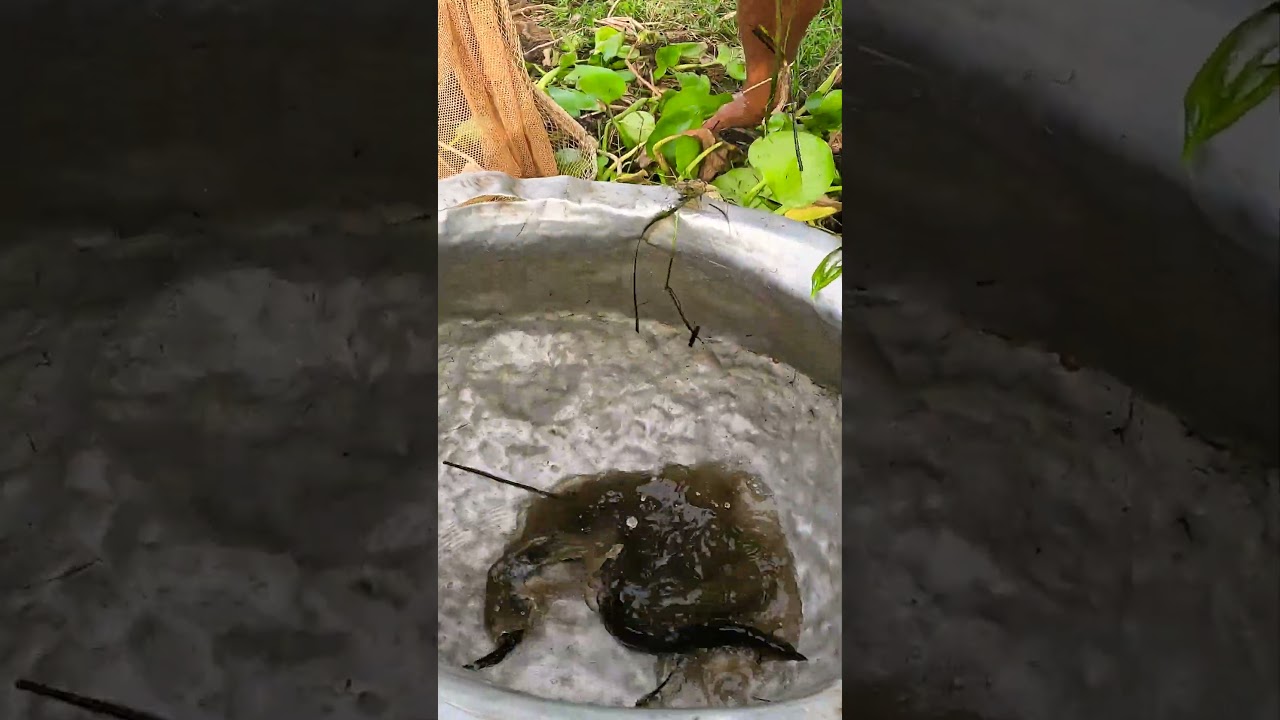 Village Hand Fishing Video 