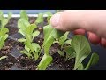 How to grow lettuce from seed indoors  harvest in one month  lucasgrowsbest