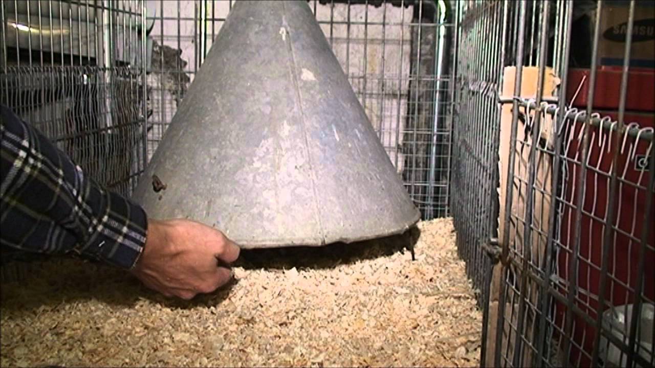 Rugemaskine Høns - Kyllinger i rugemaskinen - YouTube