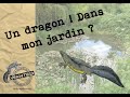 Un dragon  dans mon jardin  dcouvrez notre programme de sciences participatives 