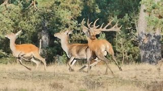 Bronst  Edelhert jaagt achter de vrouwtjes aan / Rut  red deer is hunting