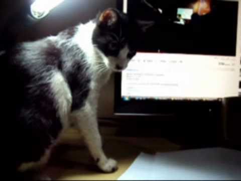 Janet the Cat: The Study Buddy (Glass Onion - The ...
