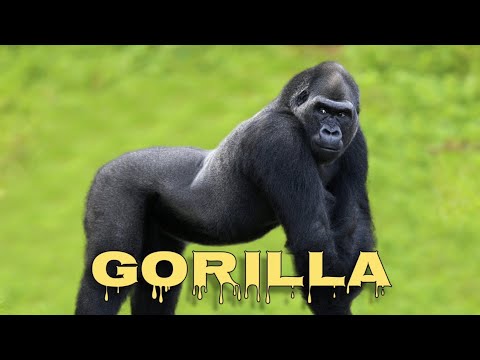 Gorilla Sounds Gorilla Screams 