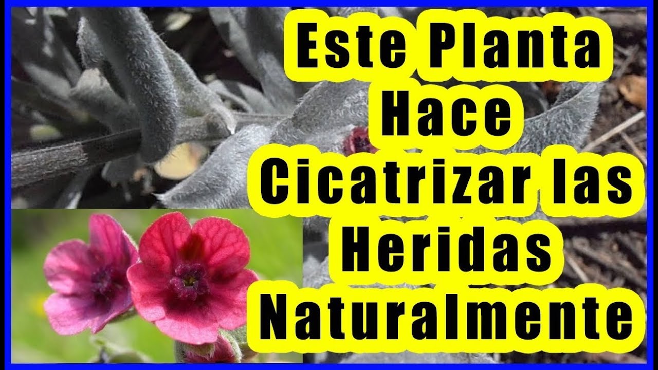 Planta Lengua de Perro Para que Sirve Zamia ulei Martius Sandwith - YouTube