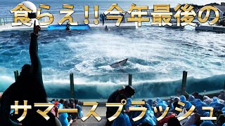 今年最後のサマースプラッシュ鴨川シーワールド　シャチパフォーマンス2023/10/0115:00~  Kamogawa Sea World Japan Orca Performance