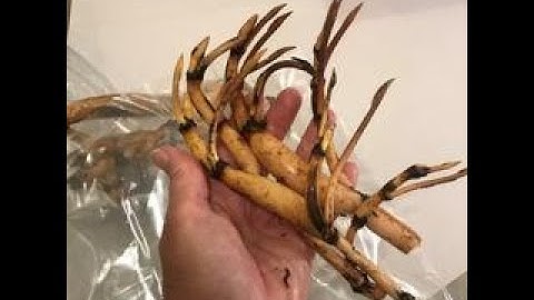 HƯỚNG DẪN CÁCH TRỒNG SEN BẰNG CỦ (NGÓ)CHO HOA ĐƠN GIẢN NHẤT! - BÍ QUYẾT NHÀ VƯỜN(Plant Lotus Tubers)