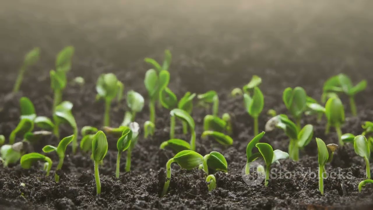 El manejo inteligente de arvenses en cultivos tropicales #agriculturatropical #agricultura #nature 