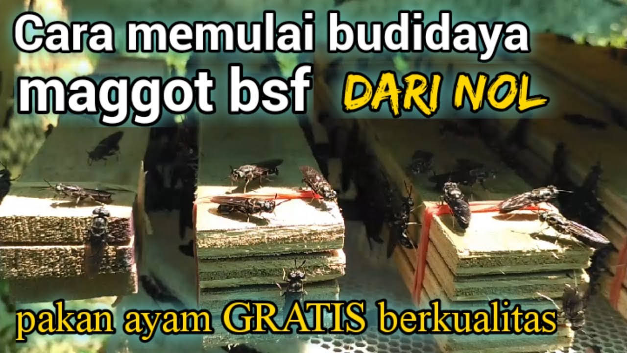 Cara mudah memulai budidaya maggot bsf, peternak ayam ayo SEMANGAT❗... 💪💪