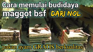 Cara mudah memulai budidaya maggot bsf, peternak ayam ayo SEMANGAT❗... 💪💪