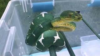 You want a piece of me? (Northern Emerald Tree Boa - Corallus Caninus)
