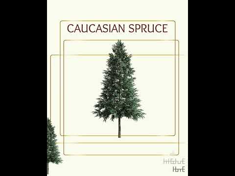 Real Tree Cliparts - Caucasian spruce - photoshop overlays png, Tree layout, transparent background