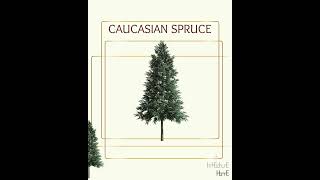 Real Tree Cliparts - Caucasian spruce - photoshop overlays png, Tree layout, transparent background