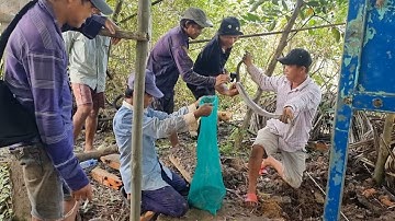 Tập 360 : Cặp Rắn Độc Nầy Sống Trong Ngôi Nhà Hoang Quá Linh Thiên Và Bí Ẩn | Mười Thương Săn Bắt