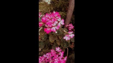 القارئ عبد الرحمن مسعد تلاوة خاشعة🍂 تريح القلب 💖🌩