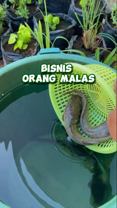 Budikdamber anti gagal ‼️ Cara budidaya ikan dan sayur dalam ember