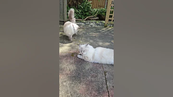 Video 4913101: tabby siberian, fluffy cat, cat garden, cat enjoying