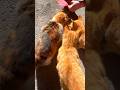 Спас семью бездомных кошек, выигравших затем приз семья года #shorts #семья #кот #кошки #путешествия