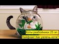 №25  Лайфхак! Как увлечь кота? Life hacking! How to captivate a cat? Лучшие приколы