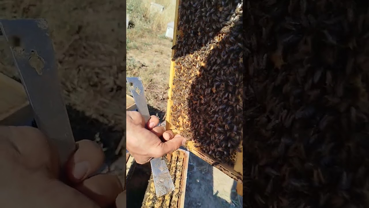 كيفية إدخال ملكة ملقحة على خلية بعاسلة