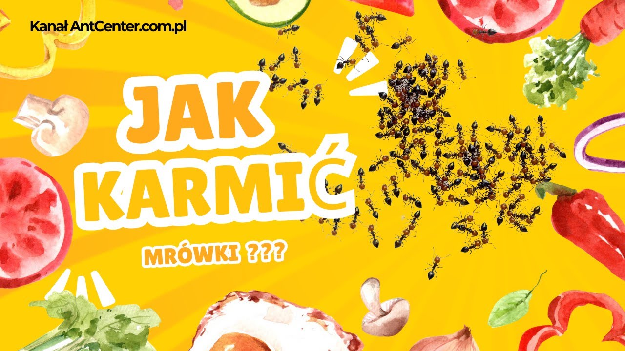antcenter.com.pl - Jak karmić mrówki? Poradnik